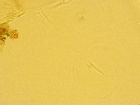 Echiniscus trisetosus image