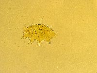 Echiniscus trisetosus image