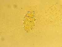 Echiniscus trisetosus image