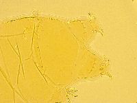Echiniscus trisetosus image
