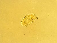 Echiniscus trisetosus image