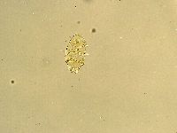 Echiniscus trisetosus image