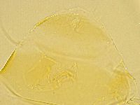 Echiniscus trisetosus image