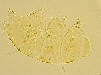 Echiniscus trisetosus image