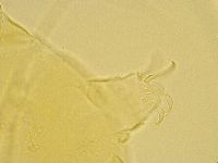 Echiniscus trisetosus image