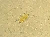 Echiniscus trisetosus image