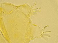 Echiniscus trisetosus image