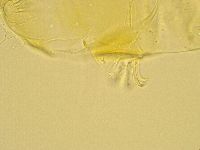 Echiniscus trisetosus image