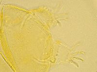 Echiniscus trisetosus image
