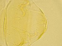 Echiniscus trisetosus image