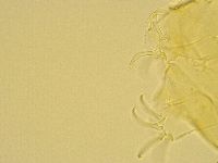 Echiniscus trisetosus image