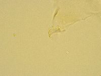 Echiniscus trisetosus image