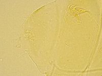 Echiniscus trisetosus image