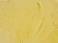 Echiniscus trisetosus image