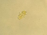 Echiniscus trisetosus image