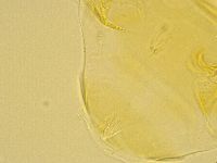 Echiniscus trisetosus image