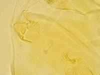 Echiniscus trisetosus image