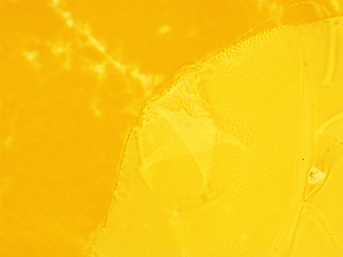 Echiniscus trisetosus image