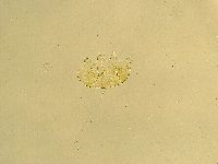 Echiniscus trisetosus image