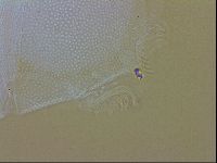 Echiniscus trisetosus image
