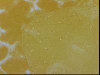 Echiniscus trisetosus image