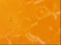 Echiniscus trisetosus image