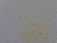 Echiniscus trisetosus image