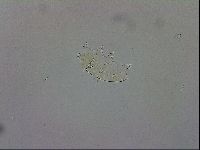 Echiniscus trisetosus image