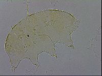 Echiniscus trisetosus image