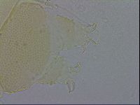 Echiniscus trisetosus image