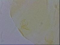 Echiniscus trisetosus image