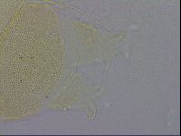 Echiniscus trisetosus image