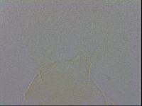 Echiniscus trisetosus image