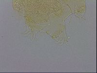 Echiniscus trisetosus image
