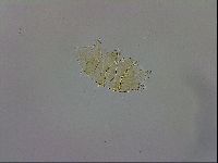 Echiniscus trisetosus image