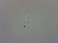 Echiniscus trisetosus image