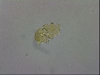 Echiniscus trisetosus image
