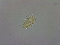 Echiniscus trisetosus image