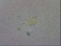 Echiniscus trisetosus image