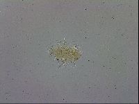 Echiniscus trisetosus image