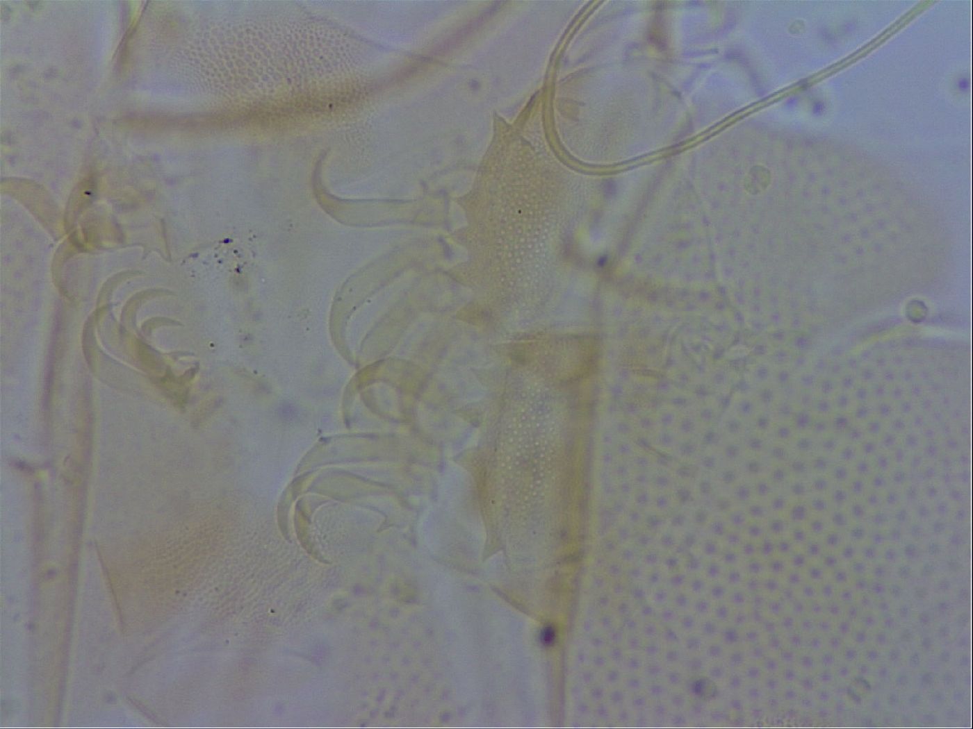 Echiniscus trisetosus image