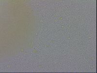 Echiniscus trisetosus image