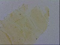 Echiniscus trisetosus image