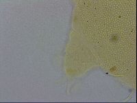 Echiniscus trisetosus image