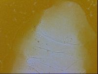 Echiniscus trisetosus image