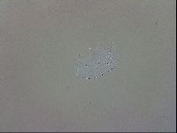Echiniscus trisetosus image