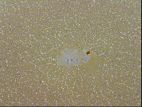 Echiniscus trisetosus image