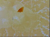 Echiniscus trisetosus image