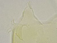 Echiniscus trisetosus image