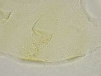 Echiniscus trisetosus image